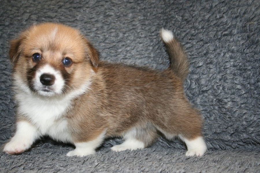 Puppies